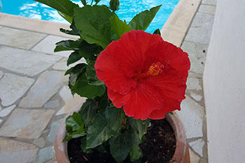 Un hibiscus rouge au bord de la piscine